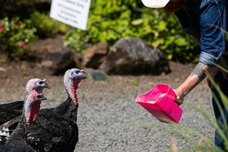 Turkey Raffle
